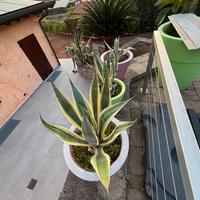 AGAVE AMERICANE