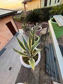 AGAVE AMERICANE