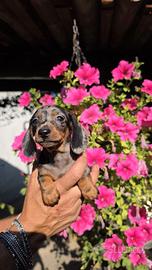 Cuccioli bassotto nano e kaninchen