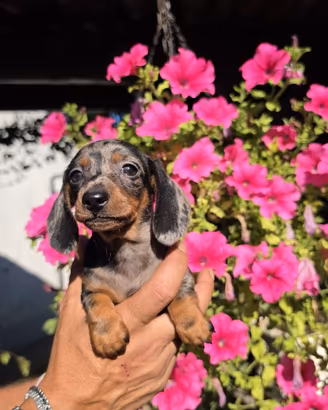 Cuccioli bassotto nano e kaninchen