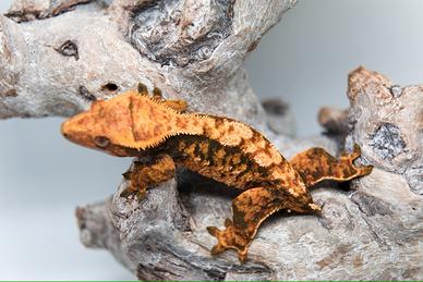 Geco ciliatus