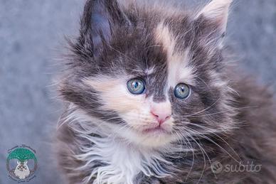 Cuccioli di Maine Coon