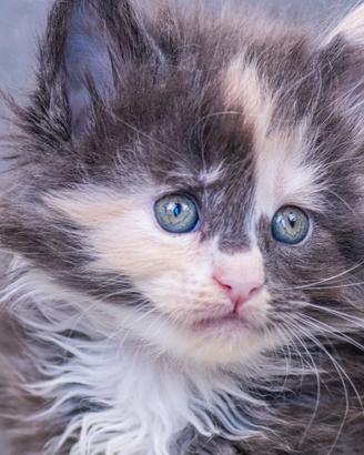Cuccioli di Maine Coon