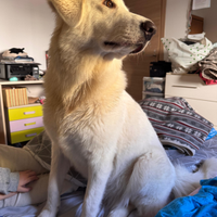 Incrocio maremmano 13 mesi