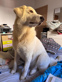 Incrocio maremmano 13 mesi