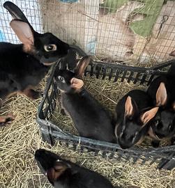 LEPRE BELGA (razza conigli)