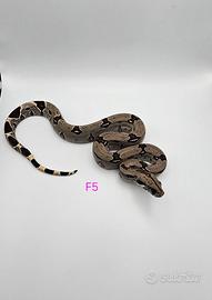 Boa Constrictor Peru