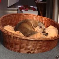 Cucce per cani in vimini