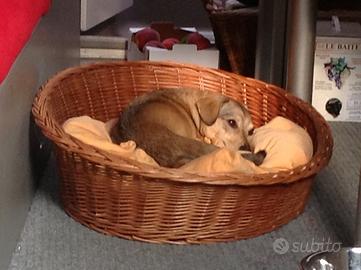 Cucce per cani in vimini