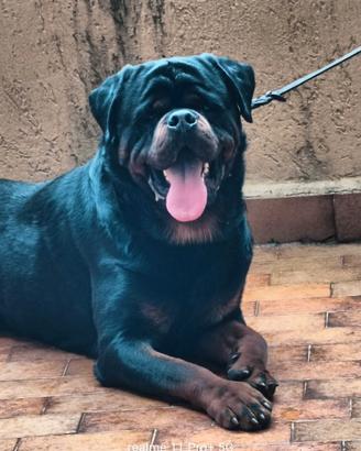 Maschio Stallone di Rottweiler