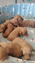Cuccioli di barboncino toy