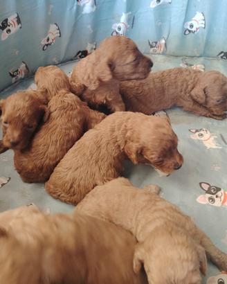 Cuccioli di barboncino toy