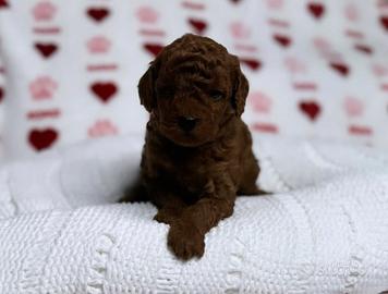 Barboncino red e fulvi di tre mesi