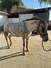 Cavallo