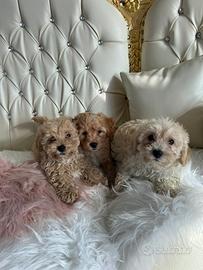 Maltipoo