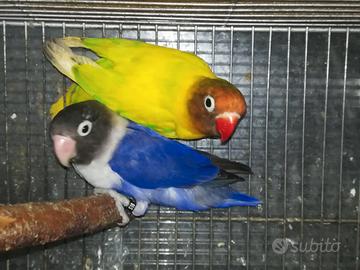 Coppia insep mascherato Pez verde x cobalto viola