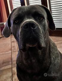 Cane corso per monta