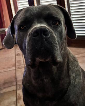Cane corso per monta