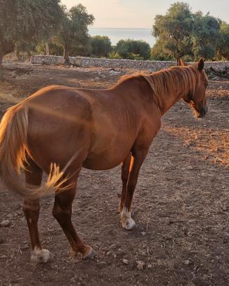cavallo