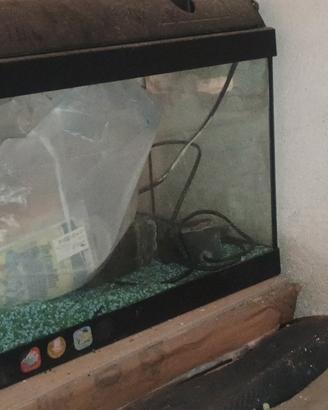 acquario 