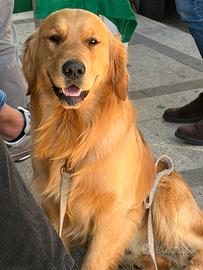 Golden Retriever maschio