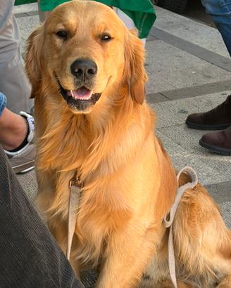 Golden Retriever maschio