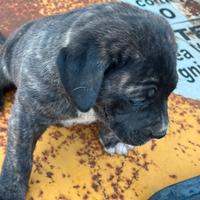 Cuccioli cane cane corso