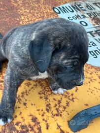 Cuccioli cane cane corso