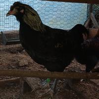 Galli e gallina olive egg