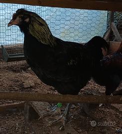 Galli e gallina olive egg