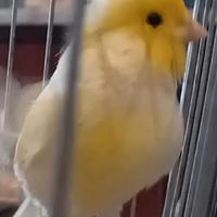 Canarini mosaici gialli