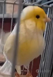 Canarini mosaici gialli