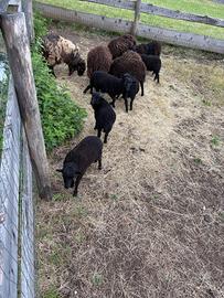 Picccoli montone douessant