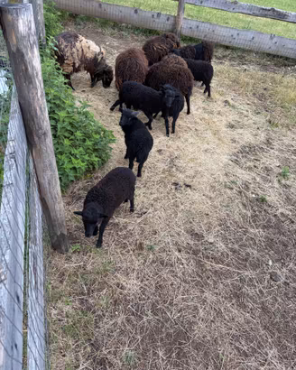 Picccoli montone douessant