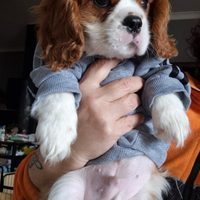 Cucciolo cavalier king charles spaniel