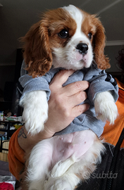 Cucciolo cavalier king charles spaniel