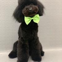 Barboncino nano accoppiamento