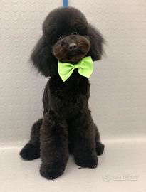 Barboncino nano accoppiamento