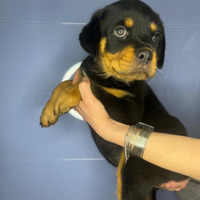 Rottweiler con pedigree Enci