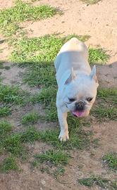 Cuccoolodi Bulldog esotico maschio