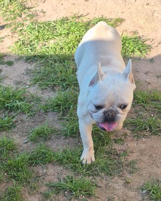 Cuccoolodi Bulldog esotico maschio