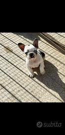 Cucciolo di bulldog francese Koi tan husky
