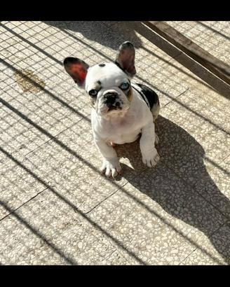 Cucciolo di bulldog francese Koi tan husky