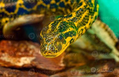 Anaconda gialla (Eunectes notaeus)