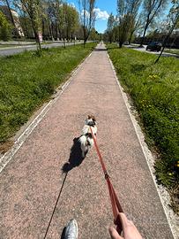 Cane Jack Russell terrier