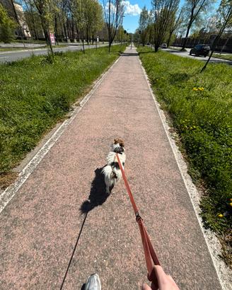 Cane Jack Russell terrier