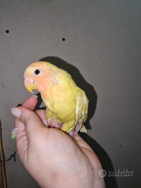 Ultimi due inseparabili allevati a mano