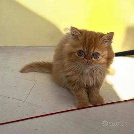 Gatta persiana