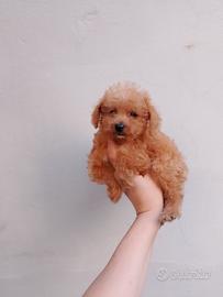 Barboncino/Maltipoo Maschio