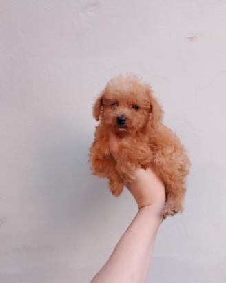 Barboncino/Maltipoo Maschio